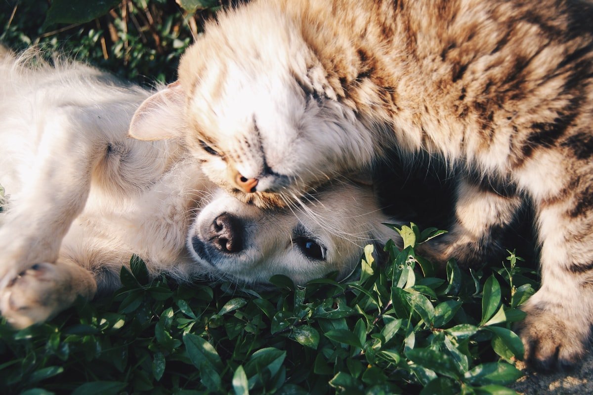 Shelter for 100 Rescue Dogs
